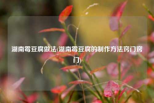 湖南霉豆腐做法(湖南霉豆腐的制作方法窍门窍门)